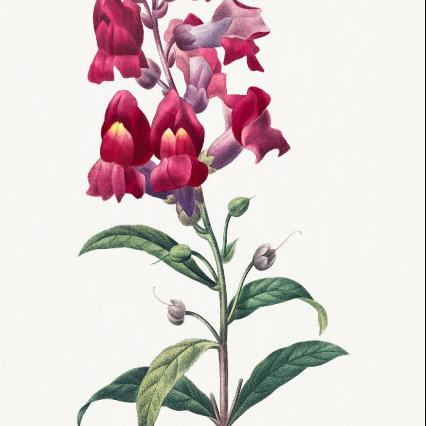 Muflier à Grandes Fleurs / Antirrhinum Pierre-Joseph Redouté Print