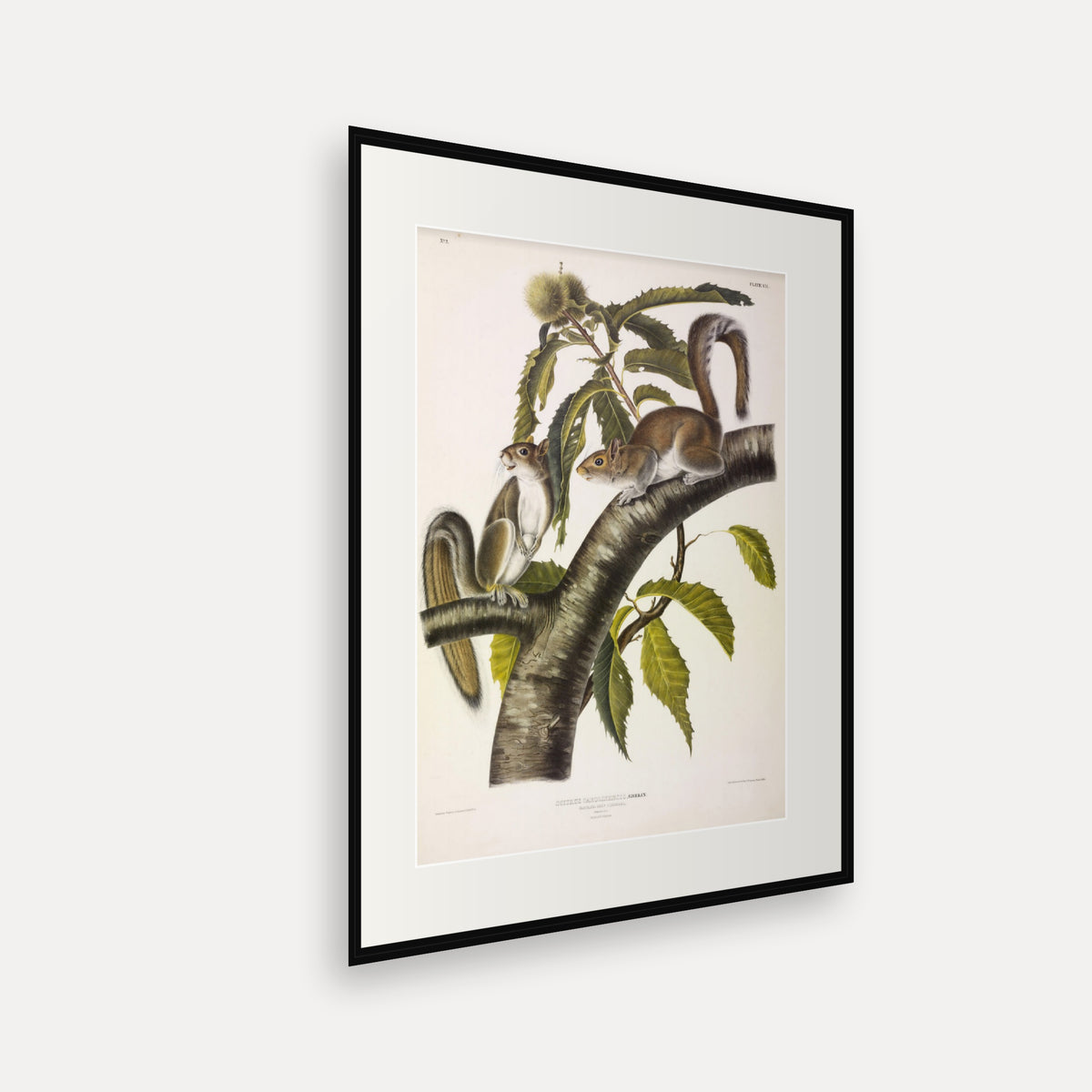 Carolina Grey Squirrel · Plate 7 · Audubon - Quadrupeds of North America Print framed print shown at an angle