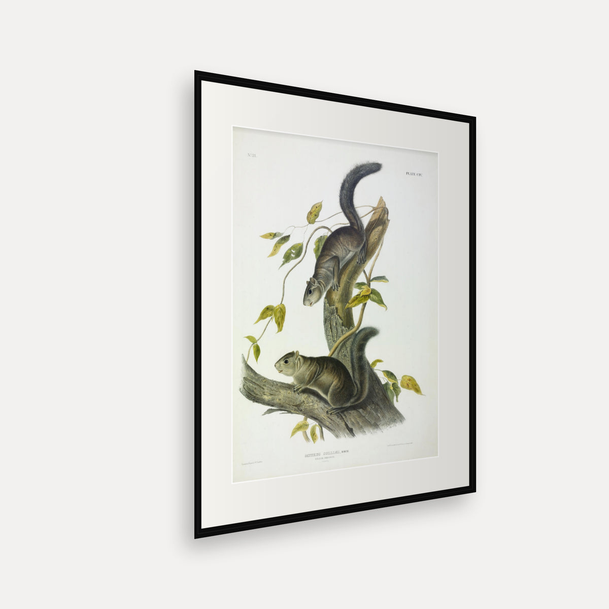 Collies' Squirrel · Plate 104 · Audubon - Quadrupeds of North America Print framed print shown at an angle