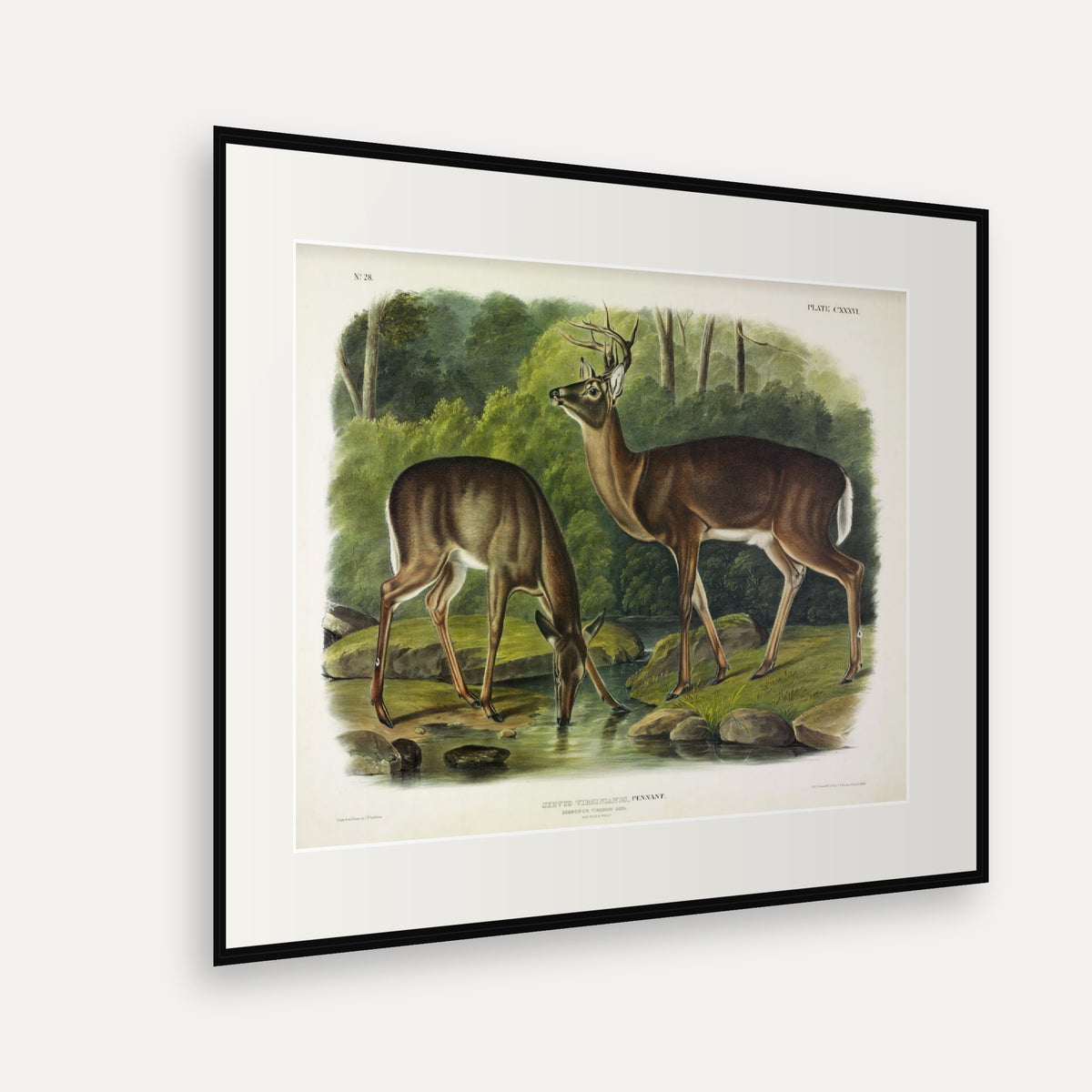 White-tailed Deer · Plate 136 · Audubon - Quadrupeds of North America Print framed print shown at an angle