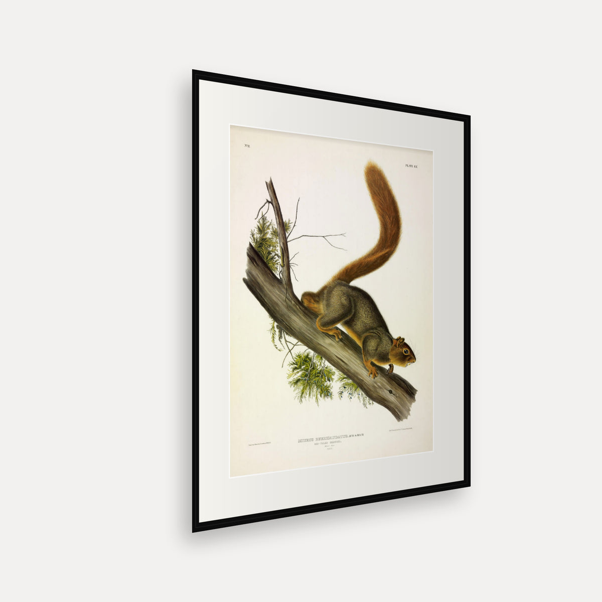 Red-tailed Squirrel · Plate 55 · Audubon - Quadrupeds of North America Print framed print shown at an angle