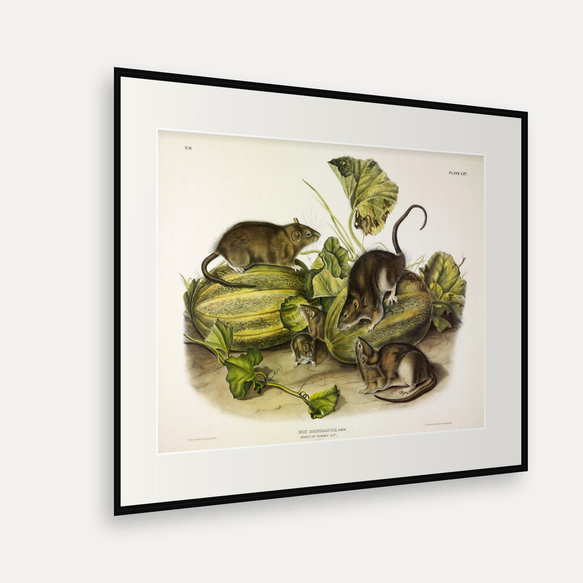 Norway Rat · Plate 54 · Audubon - Quadrupeds of North America Print framed print shown at an angle