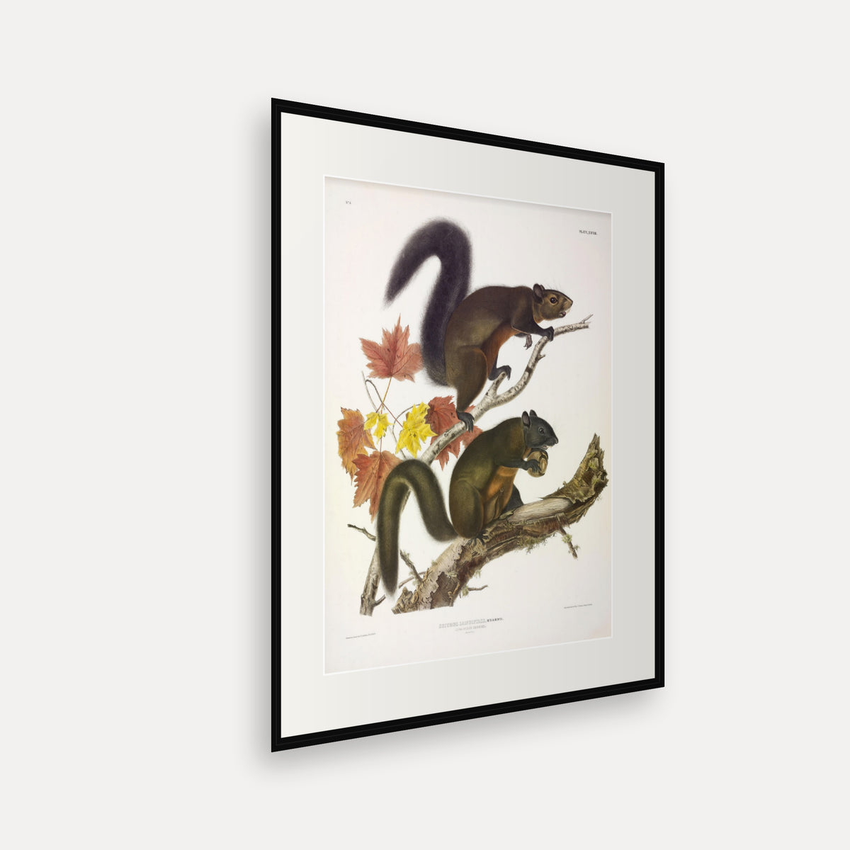 Long-haired Squirrel · Plate 27 · Audubon - Quadrupeds of North America Print framed print shown at an angle