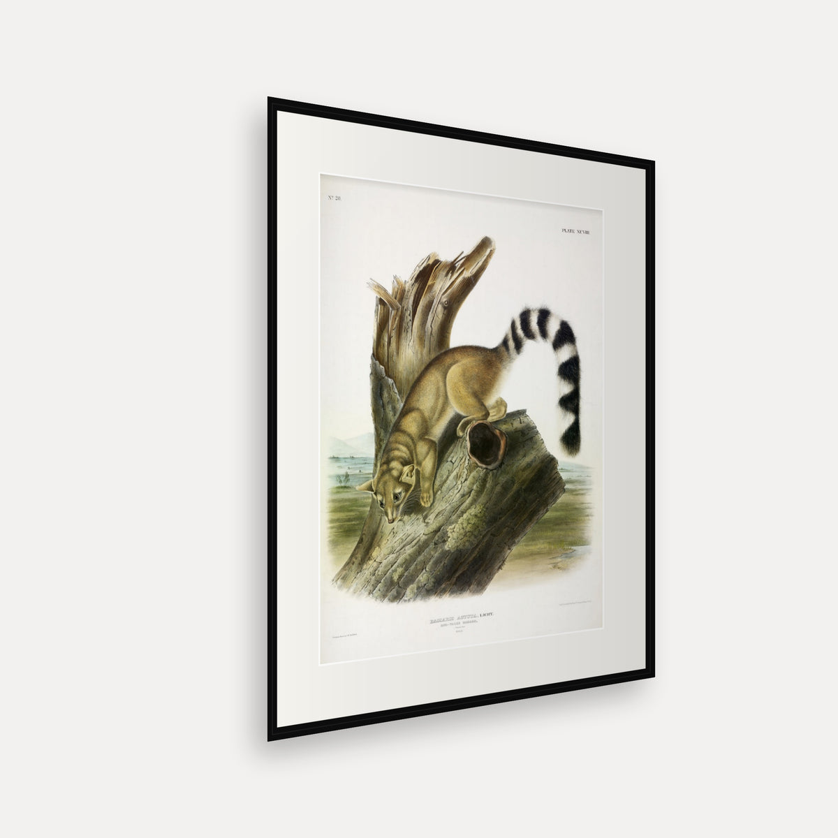 Ring-tailed Bassaris · Plate 98 · Audubon - Quadrupeds of North America Print framed print shown at an angle