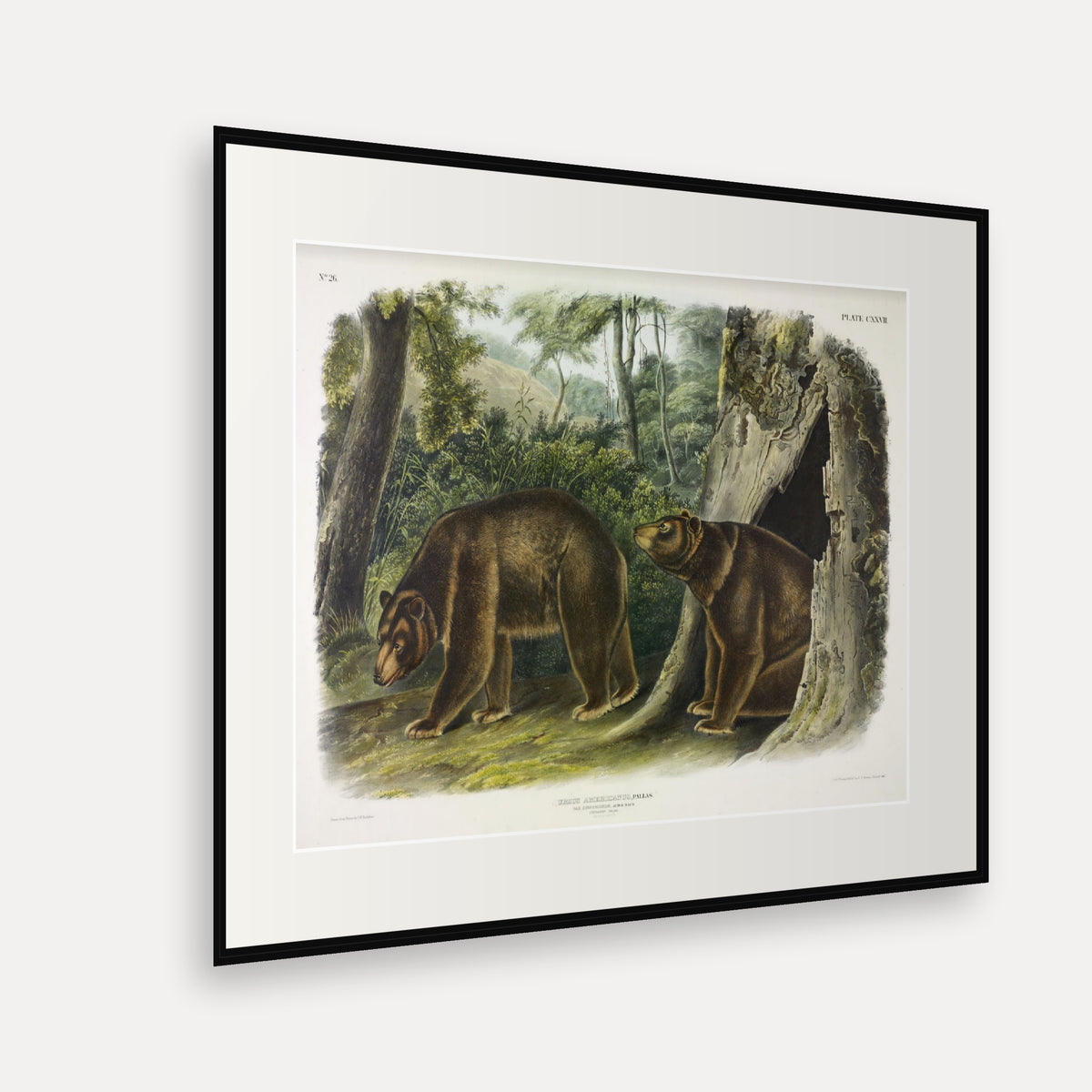 Cinnamon Bear · Plate 127 · Audubon - Quadrupeds of North America Print framed print shown at an angle