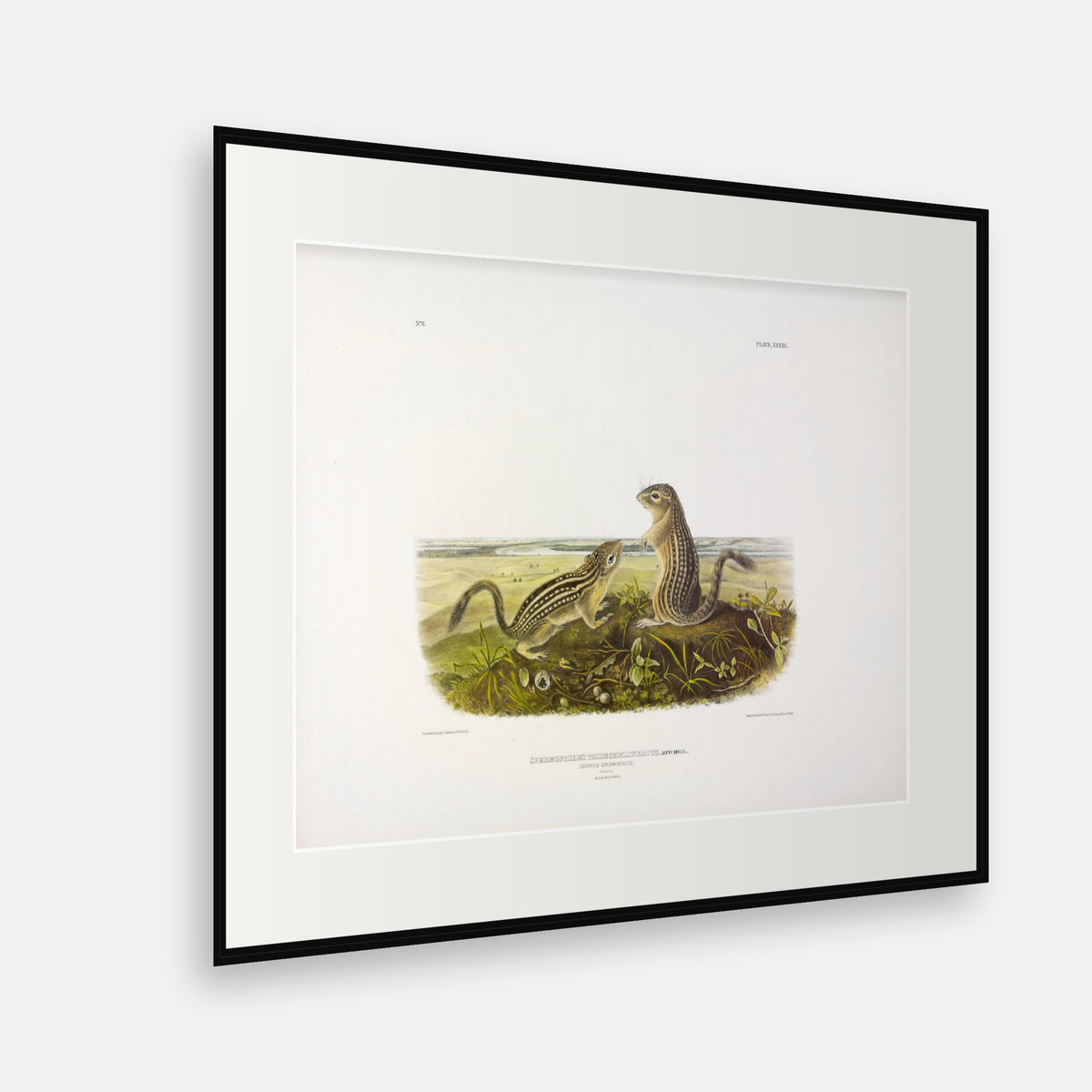 Leopard Spermophile · Plate 39 · Audubon - Quadrupeds of North America Print framed print shown at an angle