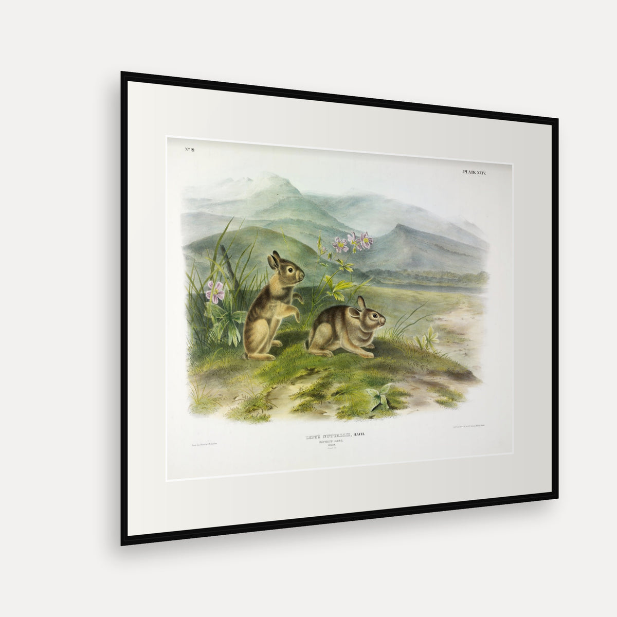 Nuttall's Hare · Plate 94 · Audubon - Quadrupeds of North America Print framed print shown at an angle