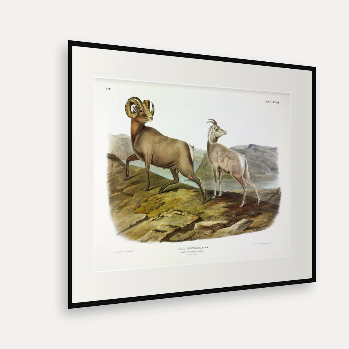Rocky Mountain Sheep · Plate 73 · Audubon - Quadrupeds of North America Print framed print shown at an angle