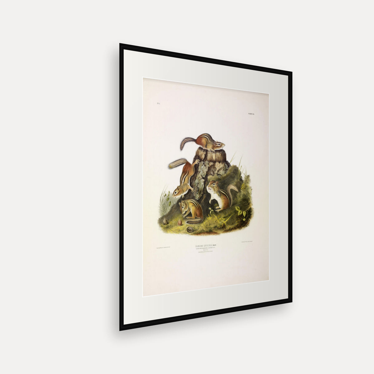 Chipmunk · Plate 8 · Audubon - Quadrupeds of North America Print framed print shown at an angle
