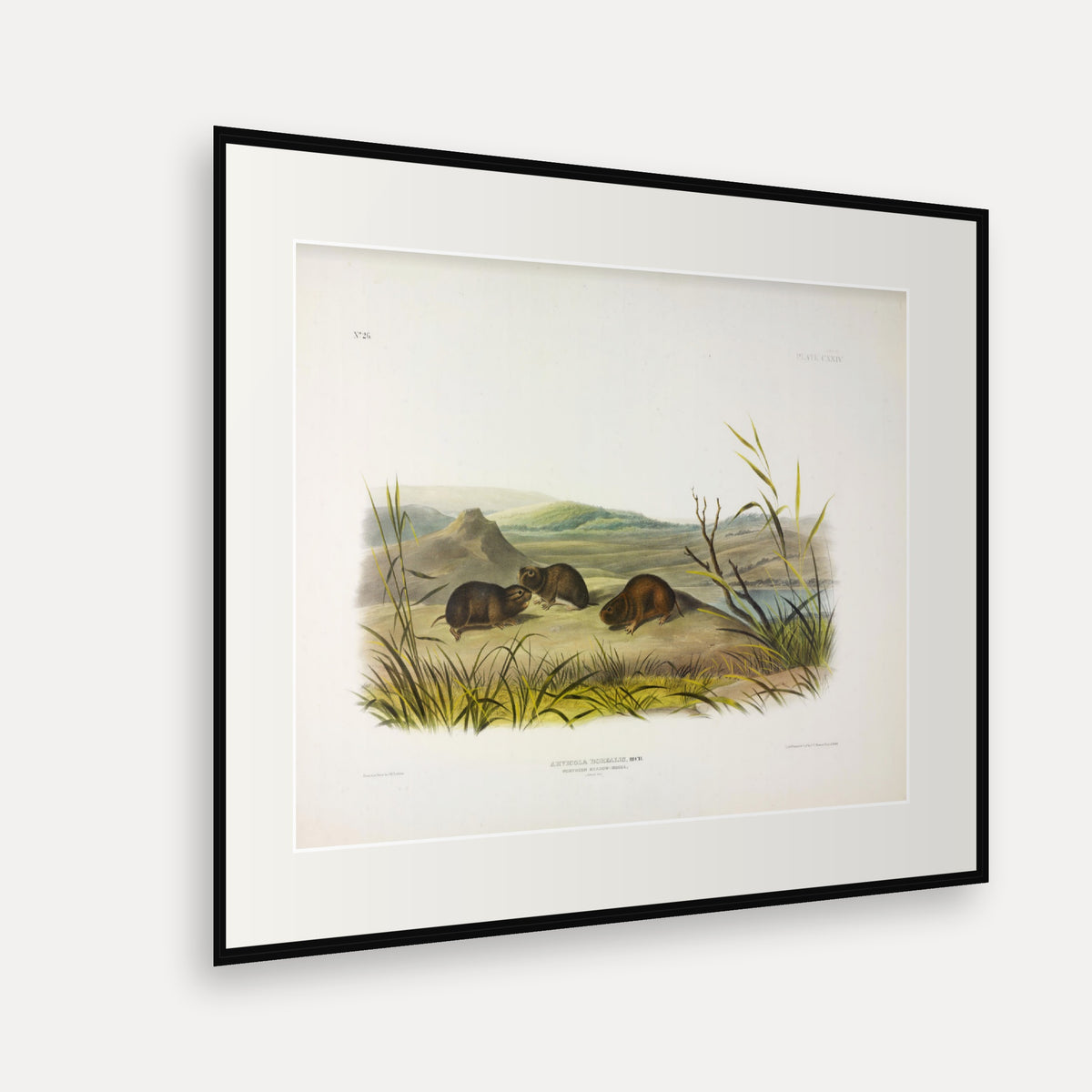 Northern Meadow-Mouse · Plate 129 · Audubon - Quadrupeds of North America Print framed print shown at an angle