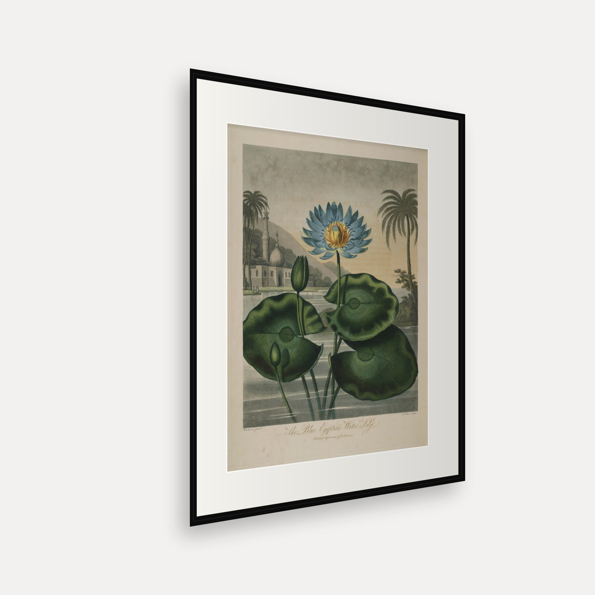 The Blue Egyptian Water-lily · Thornton's Temple of Flora · Vintage Botanical Print