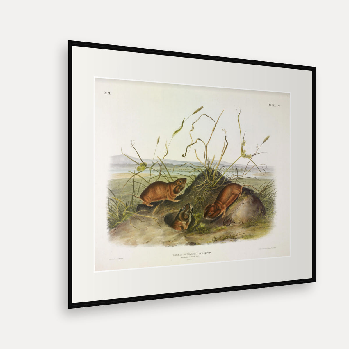 Columbia Pouched-Rat · Plate 105 · Audubon - Quadrupeds of North America Print framed print shown at an angle
