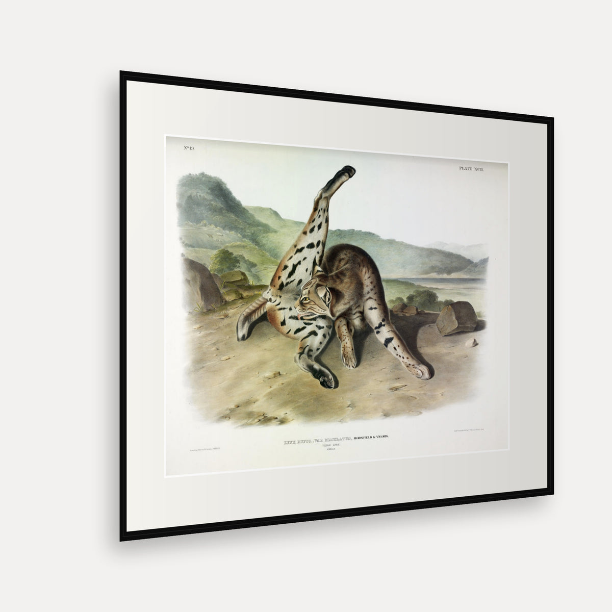 Texan Lynx · Plate 92 · Audubon - Quadrupeds of North America Print framed print shown at an angle