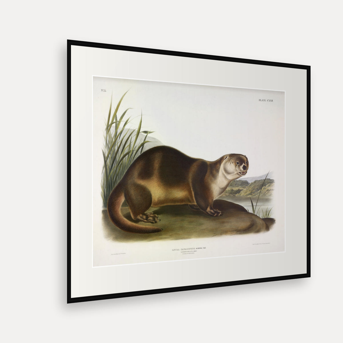 Canada Otter · Plate 122 · Audubon - Quadrupeds of North America Print framed print shown at an angle