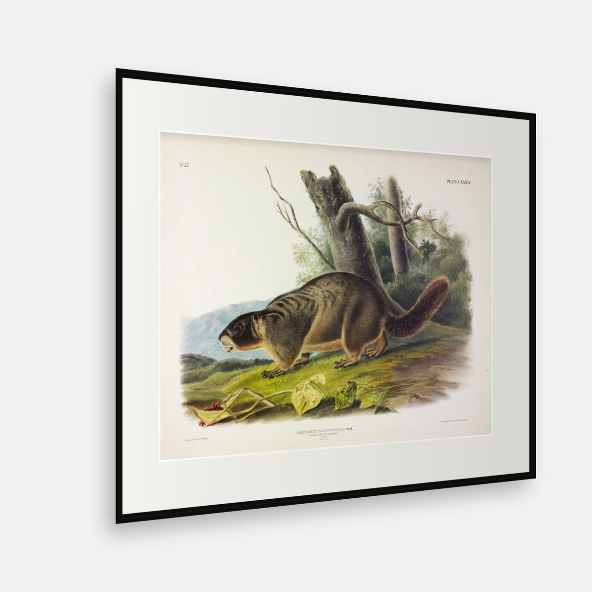 Yellow-bellied Marmot · Plate 134 · Audubon - Quadrupeds of North America Print framed print shown at an angle