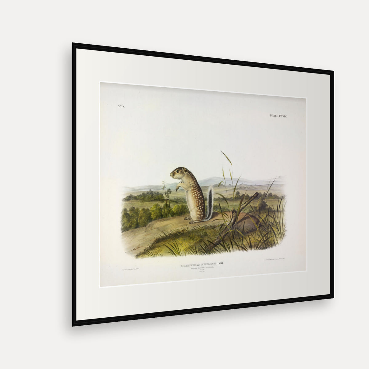 Mexican Marmot-Squirrel · Plate 124 · Audubon - Quadrupeds of North America Print framed print shown at an angle