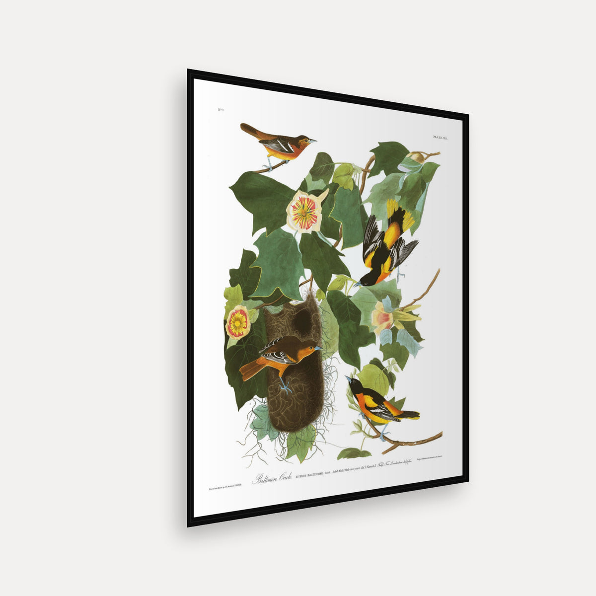 Baltimore Oriole · Plate 12 · Audubon - Birds of America Print