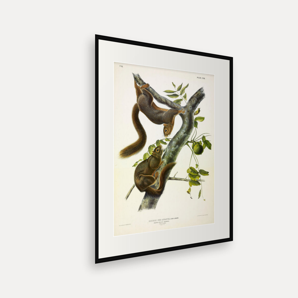 Orange-bellied Squirrel · Plate 58 · Audubon - Quadrupeds of North America Print framed print shown at an angle