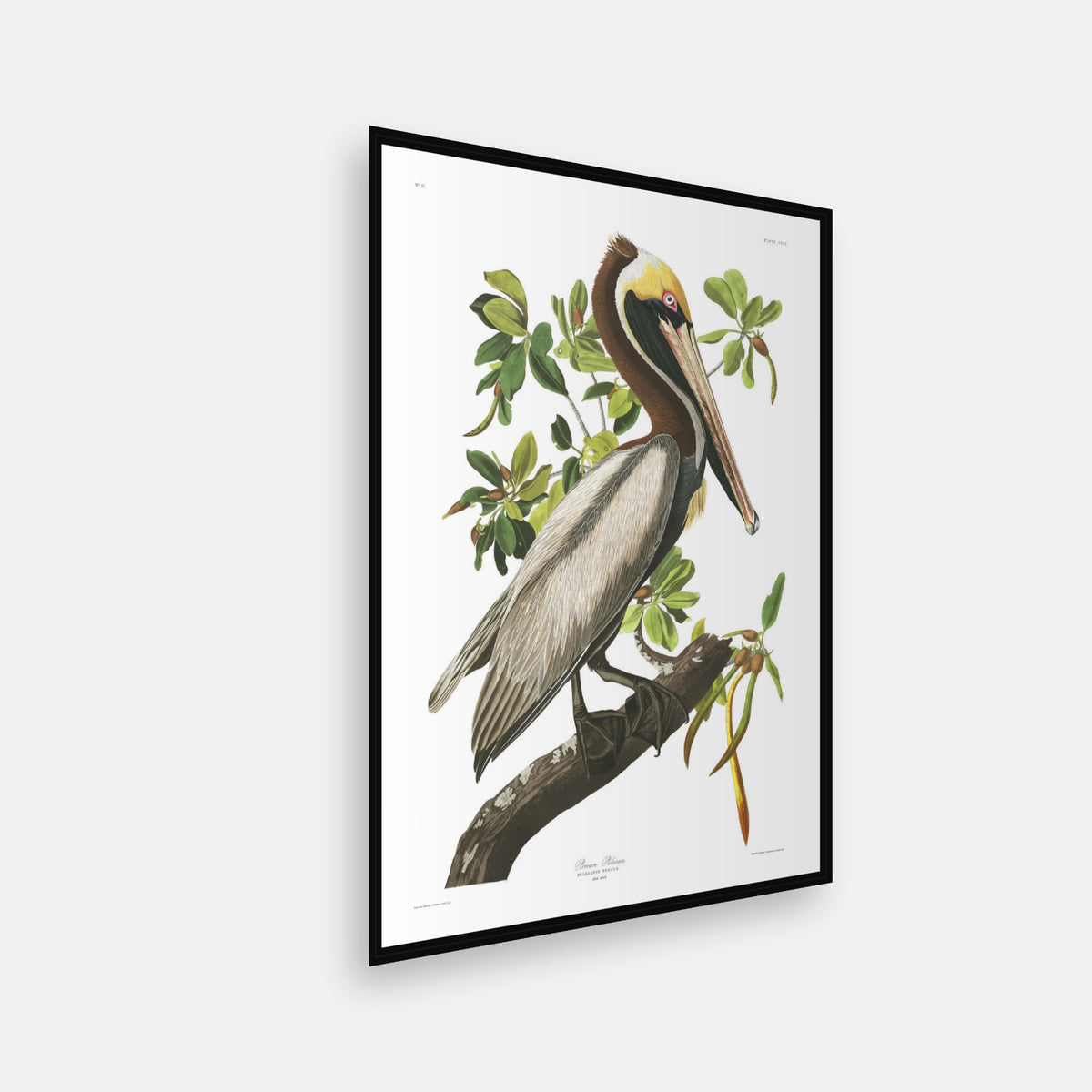 Brown Pelican · Plate 251 · Audubon - Birds of America Print