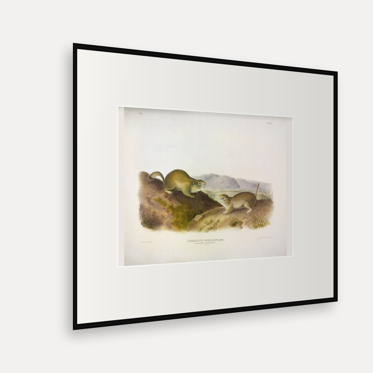 Richardson's Spermophile · Plate 50 · Audubon - Quadrupeds of North America Print framed print shown at an angle