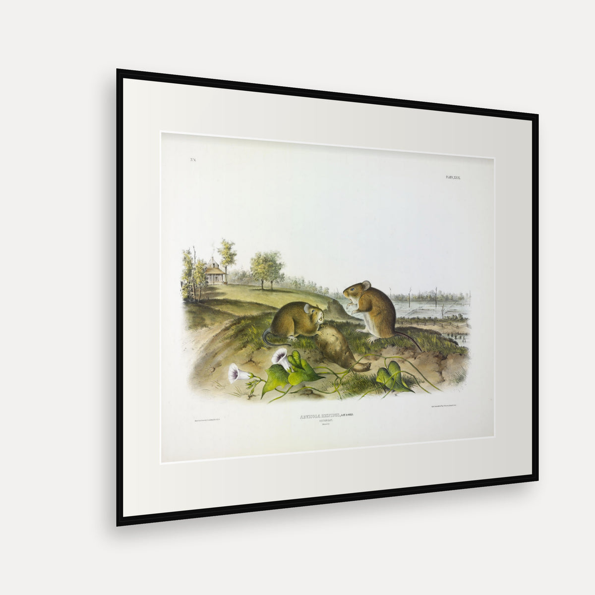 Cotton Rat · Plate 30 · Audubon - Quadrupeds of North America Print framed print shown at an angle