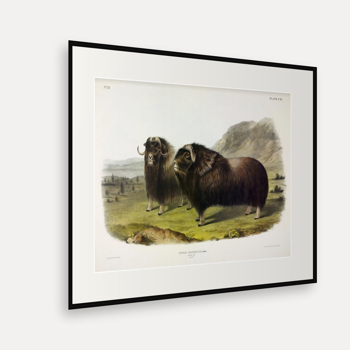 Musk Ox · Plate 111 · Audubon - Quadrupeds of North America Print framed print shown at an angle