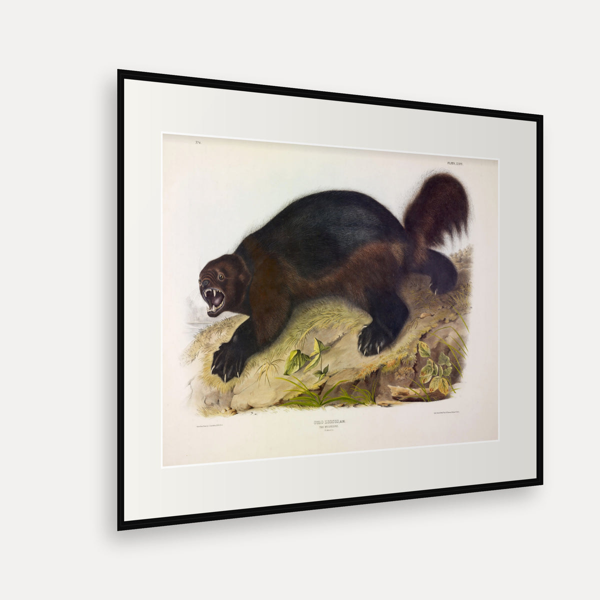 Wolverine · Plate 26 · Audubon - Quadrupeds of North America Print framed print shown at an angle