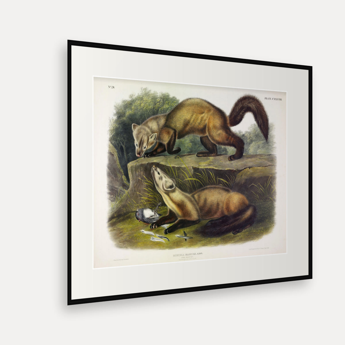 Pine Marten · Plate 138 · Audubon - Quadrupeds of North America Print framed print shown at an angle