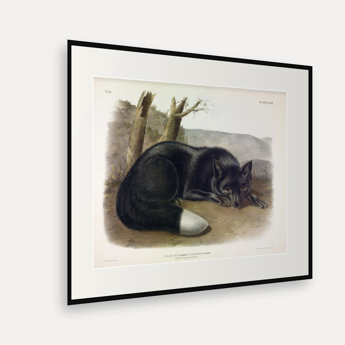 Silver Fox · Plate 116 · Audubon - Quadrupeds of North America Print framed print shown at an angle