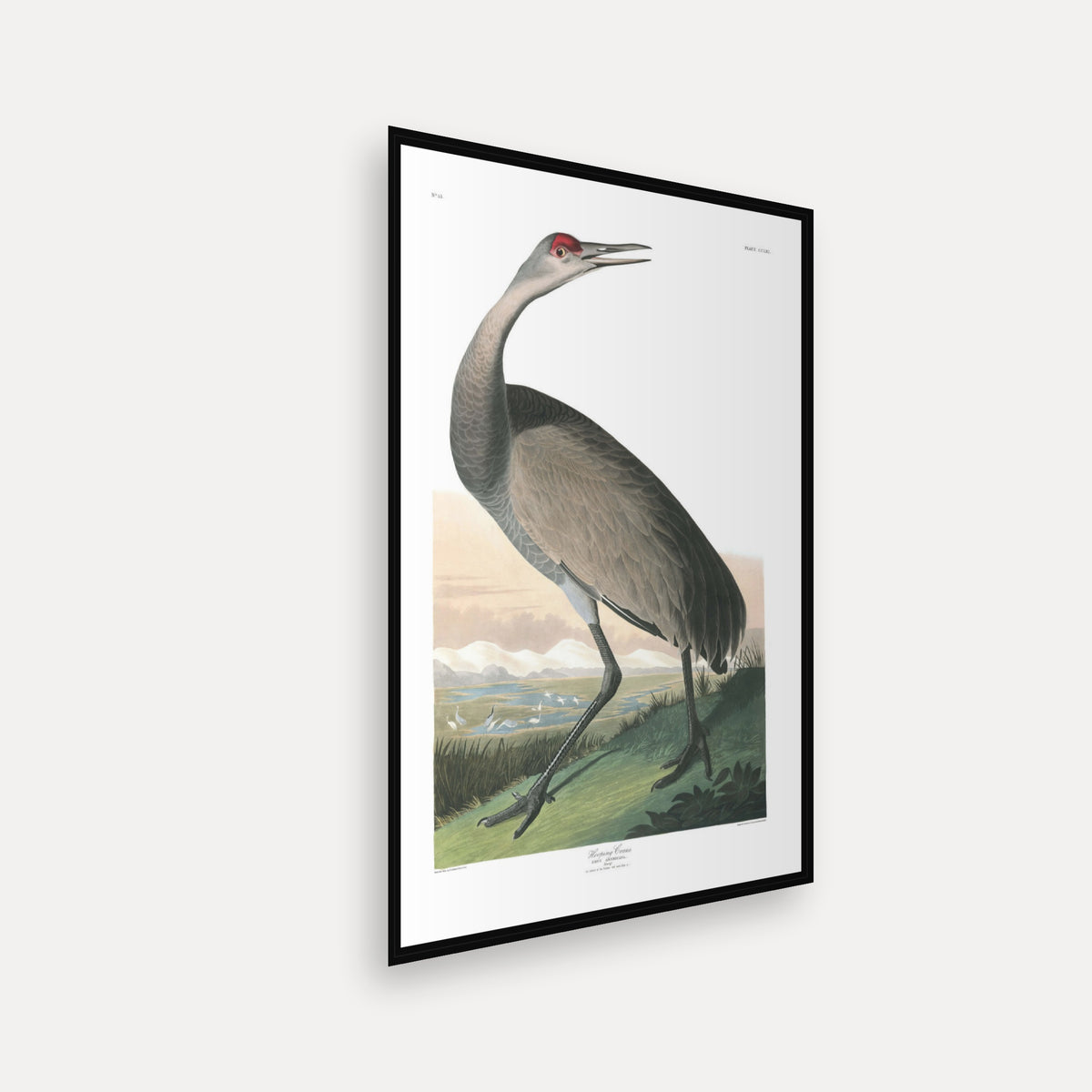 Hooping Crane · Plate 261 · Audubon - Birds of America Print