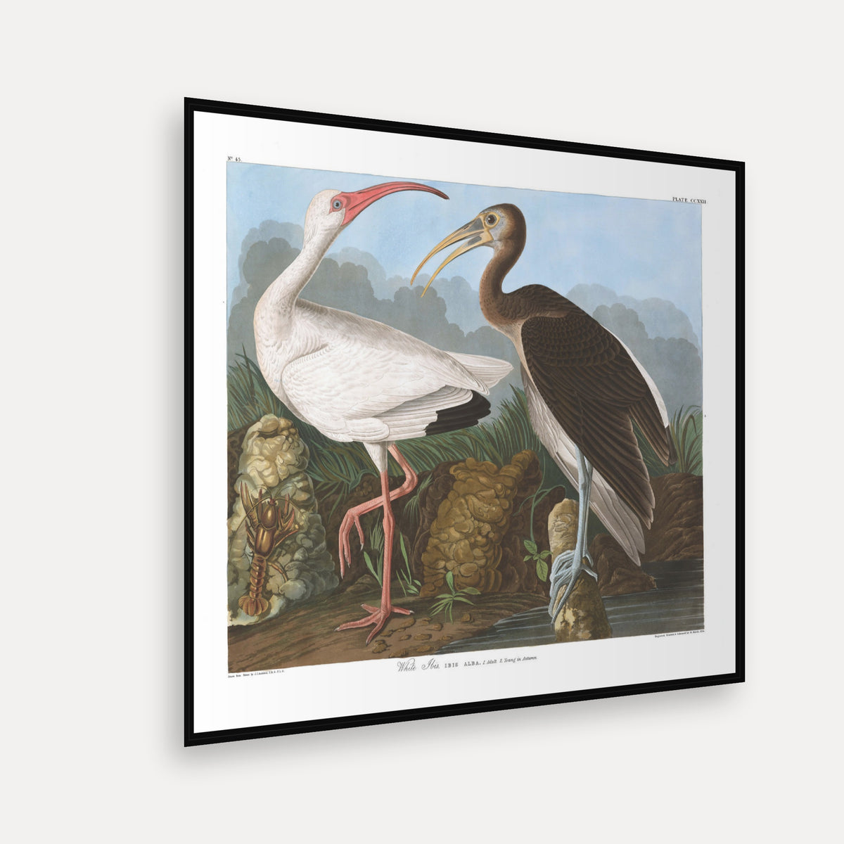 White Ibis · Plate 222 · Audubon - Birds of America Print