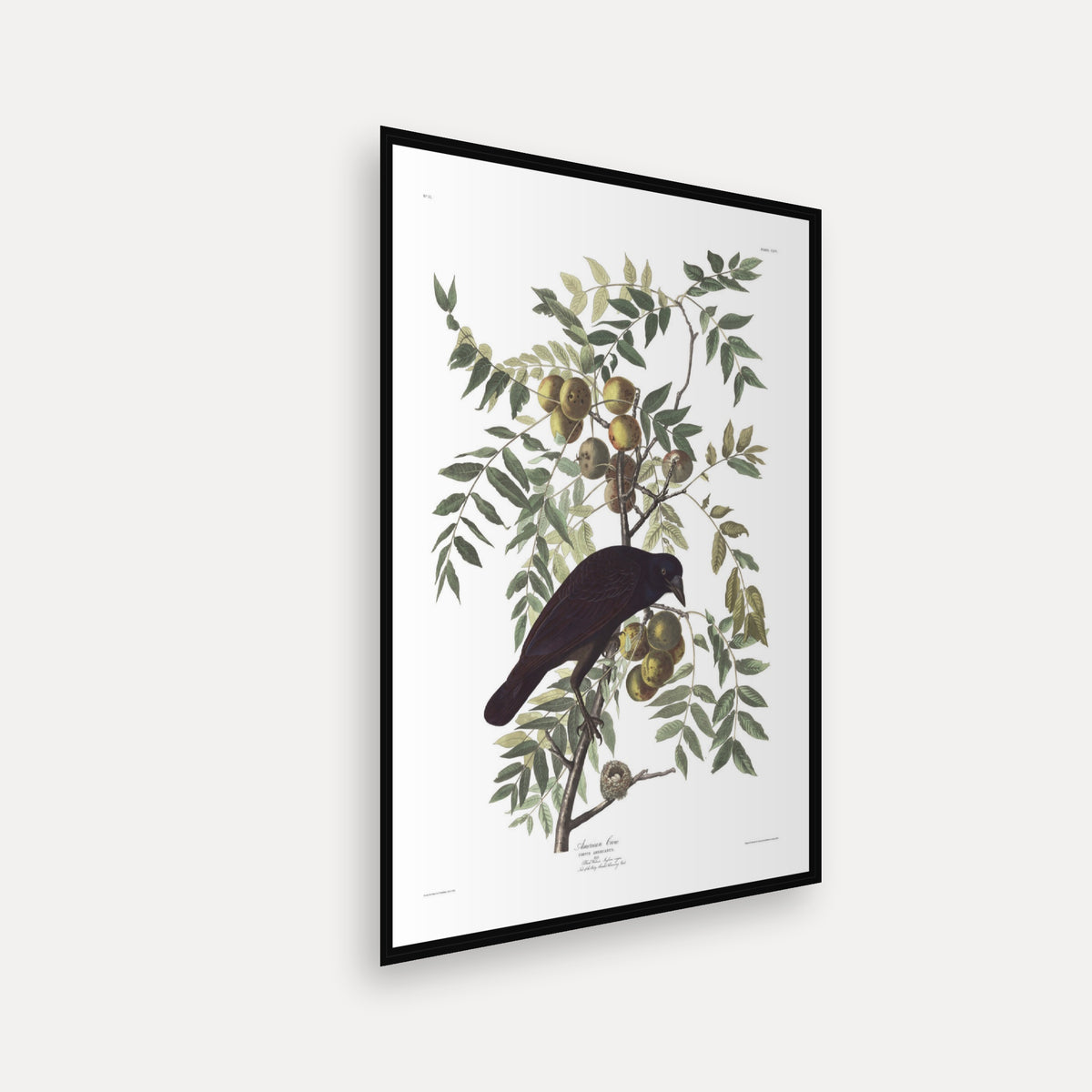 American Crow · Plate 156 · Audubon - Birds of America Print