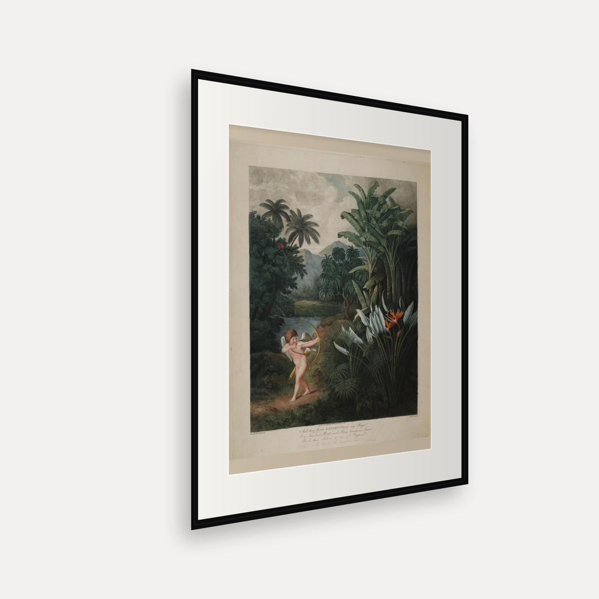 Cupid Inspiring Plants with Love · Thornton's Temple of Flora · Vintage Botanical Print