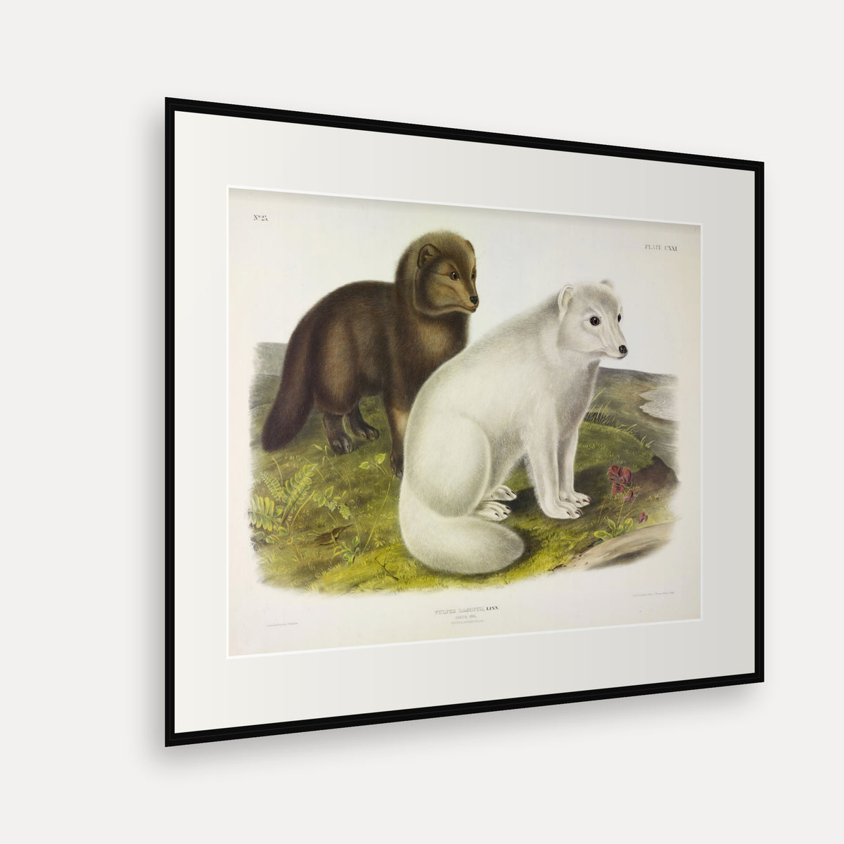 Arctic Fox · Plate 121 · Audubon - Quadrupeds of North America Print framed print shown at an angle