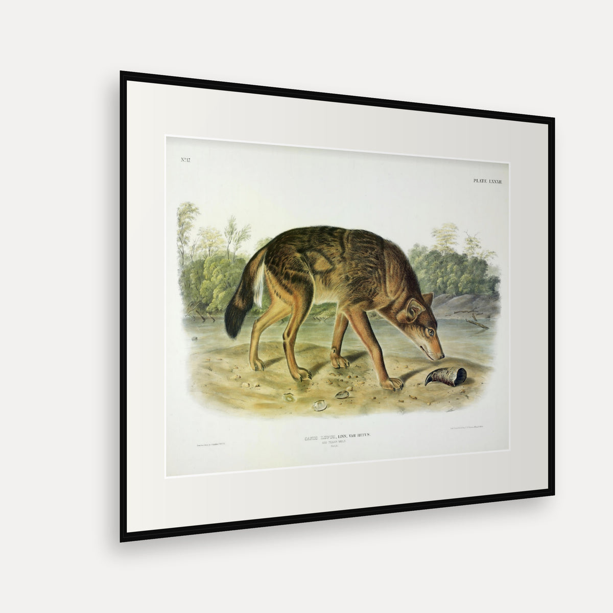 Red Texan Wolf · Plate 82 · Audubon - Quadrupeds of North America Print framed print shown at an angle