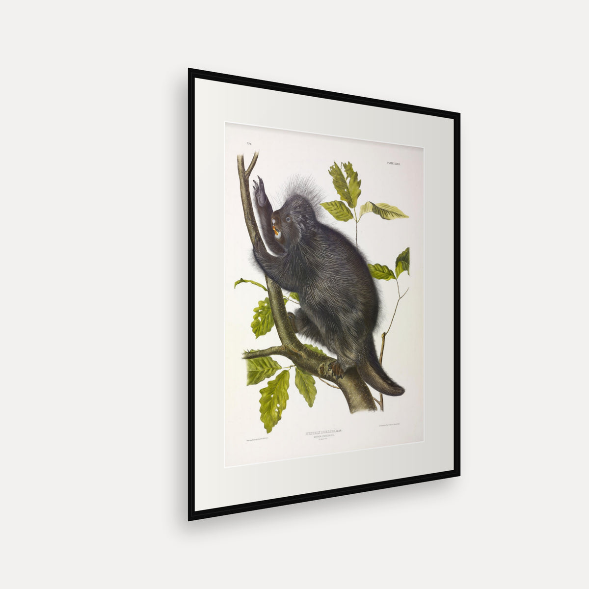 Canada Porcupine · Plate 36 · Audubon - Quadrupeds of North America Print framed print shown at an angle