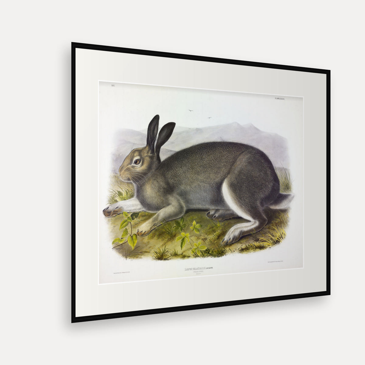 Polar Hare · Plate 32 · Audubon - Quadrupeds of North America Print framed print shown at an angle