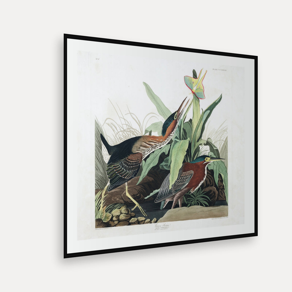 Green Heron · Plate 333 · Audubon - Birds of America Print