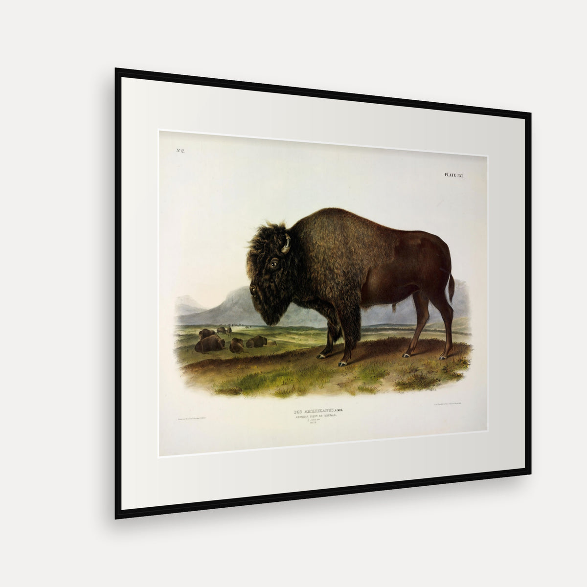 American Bison · Plate 56 · Audubon - Quadrupeds of North America Print framed print shown at an angle