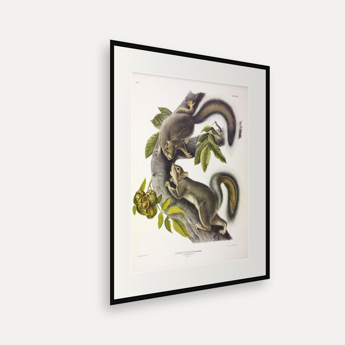 Hare Squirrel · Plate 43 · Audubon - Quadrupeds of North America Print framed print shown at an angle