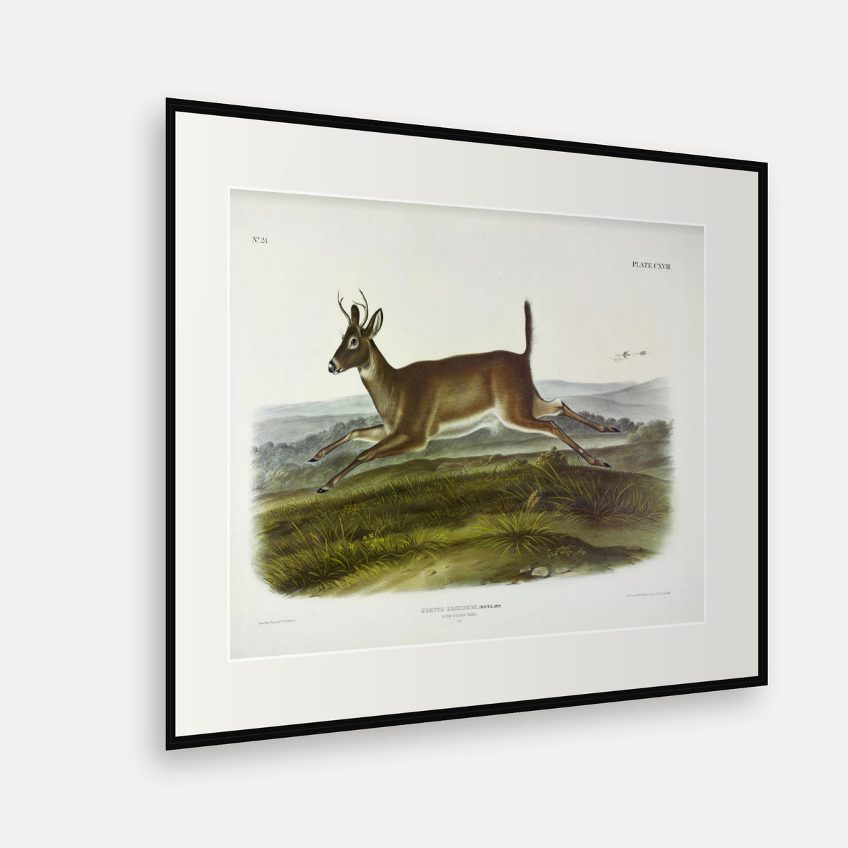 Long-tailed Deer · Plate 118 · Audubon - Quadrupeds of North America Print framed print shown at an angle