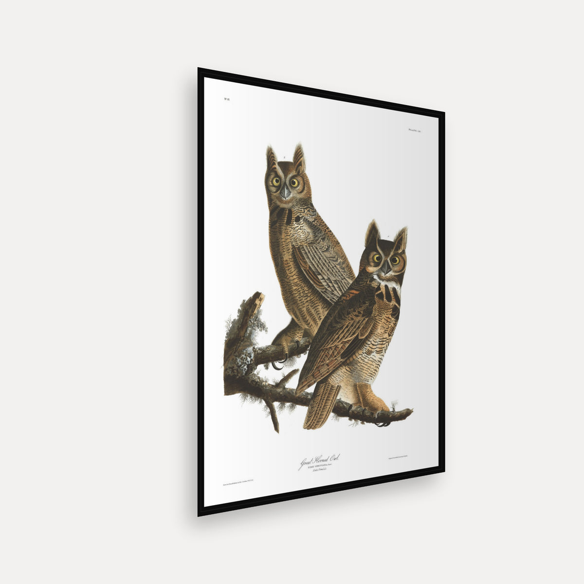 Great Horned Owl · Plate 61 · Audubon - Birds of America Print