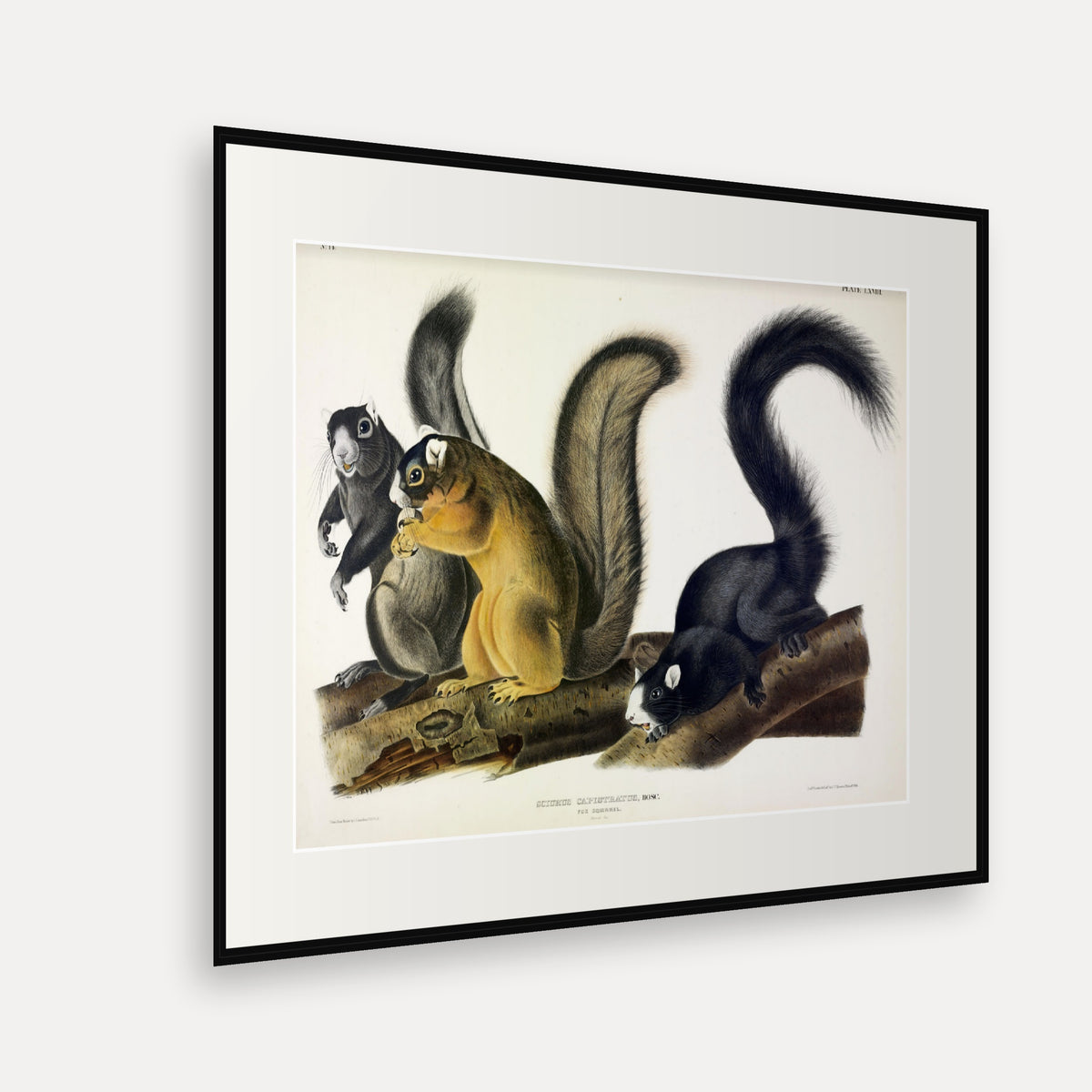 Fox Squirrel · Plate 68 · Audubon - Quadrupeds of North America Print framed print shown at an angle