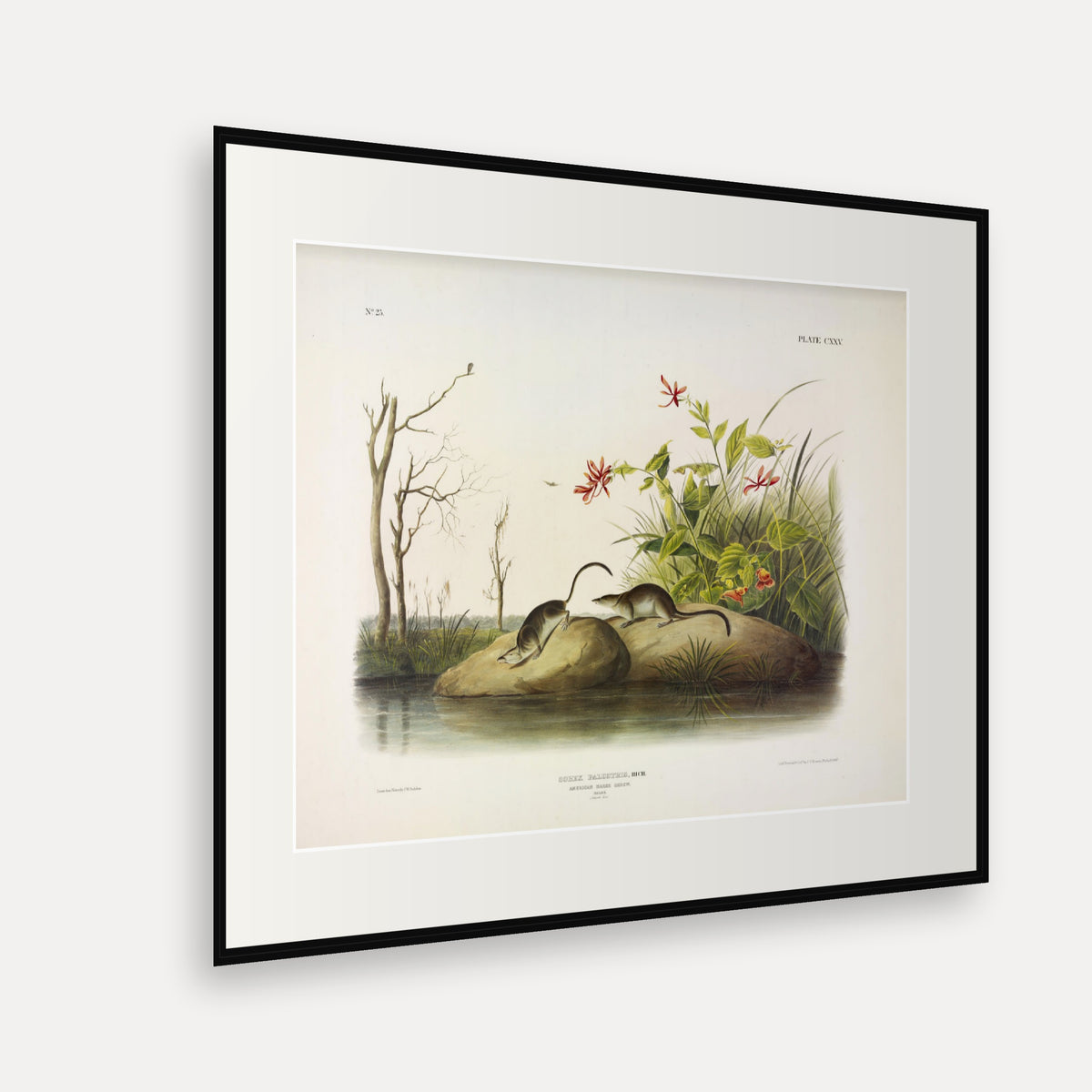 American Marsh-Shrew · Plate 125 · Audubon - Quadrupeds of North America Print framed print shown at an angle