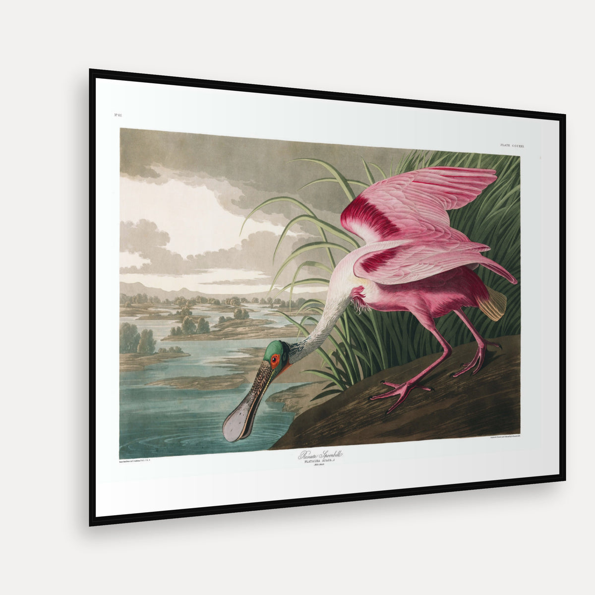 Roseate Spoonbill · Plate 321 · Audubon - Birds of America Print