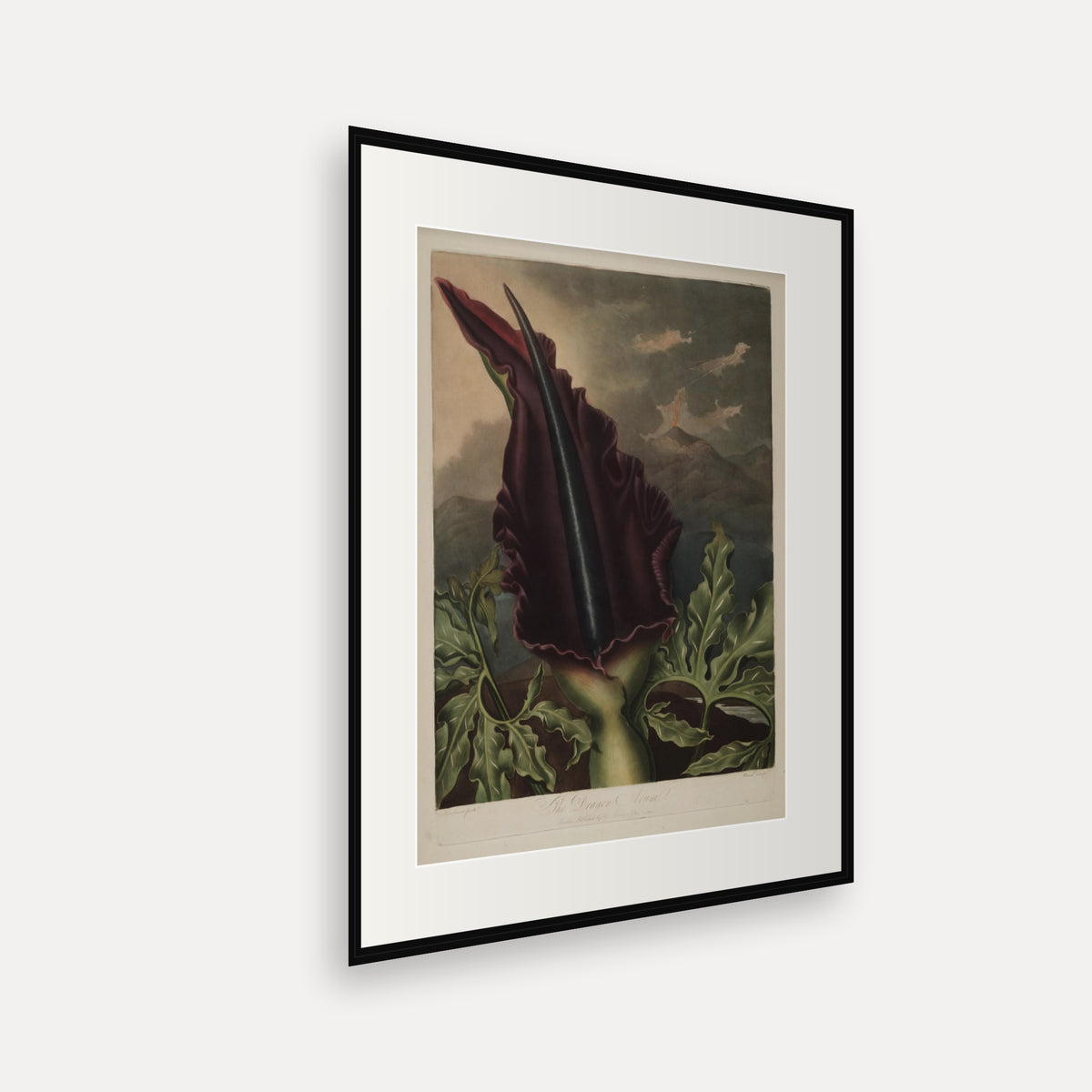 The Dragon Arum · Thornton's Temple of Flora · Vintage Botanical Print