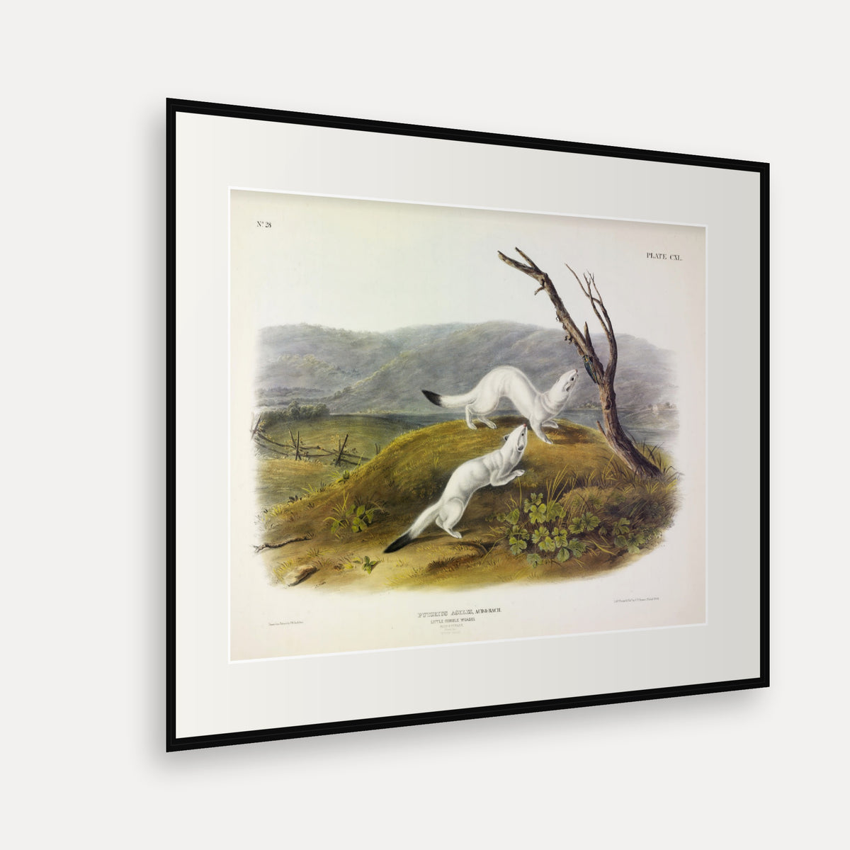 Little Nimble Weasel · Plate 140 · Audubon - Quadrupeds of North America Print framed print shown at an angle