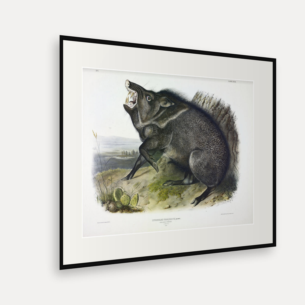 Collared Peccary · Plate 31 · Audubon - Quadrupeds of North America Print framed print shown at an angle