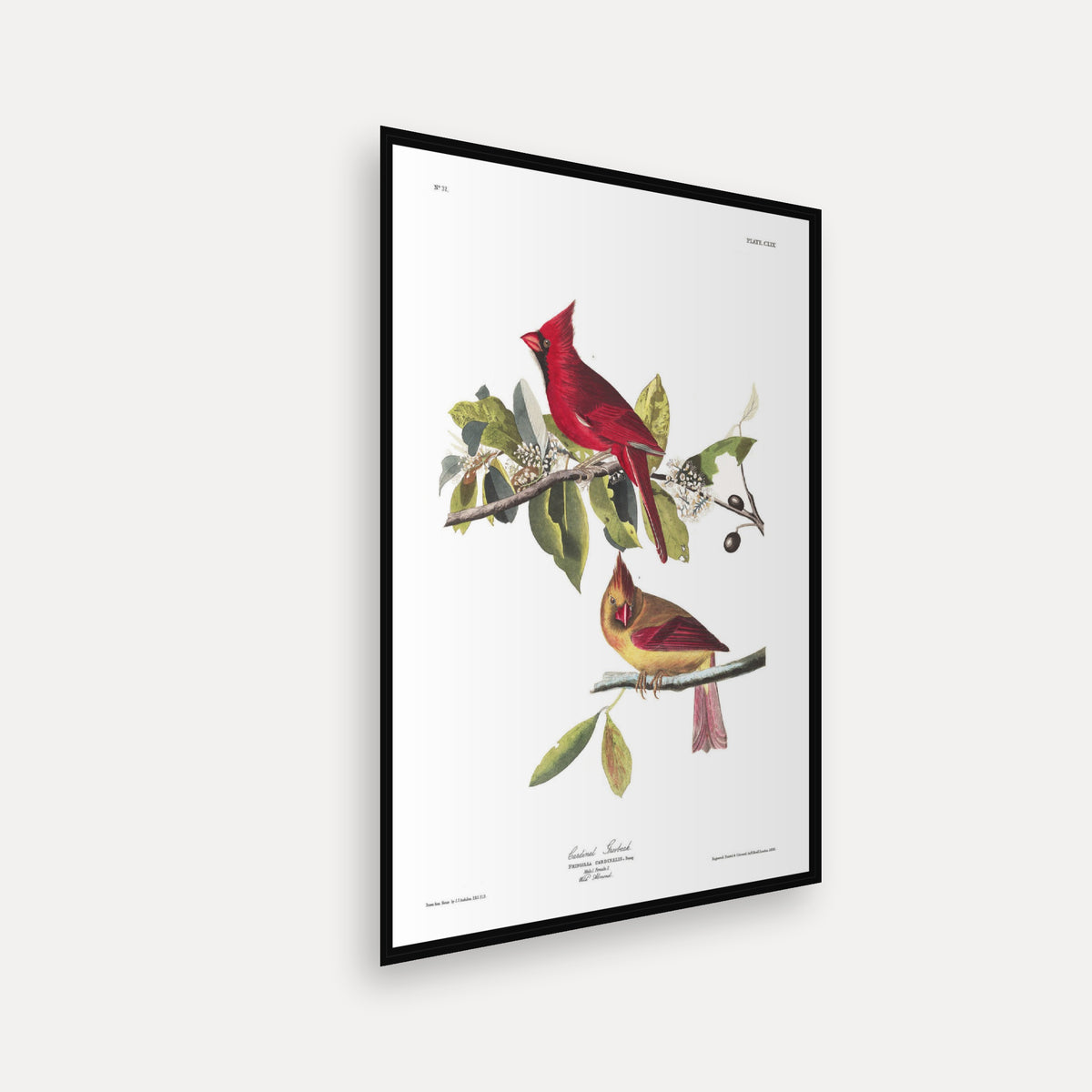 Cardinal Grosbeak · Plate 159 · Audubon - Birds of America Print