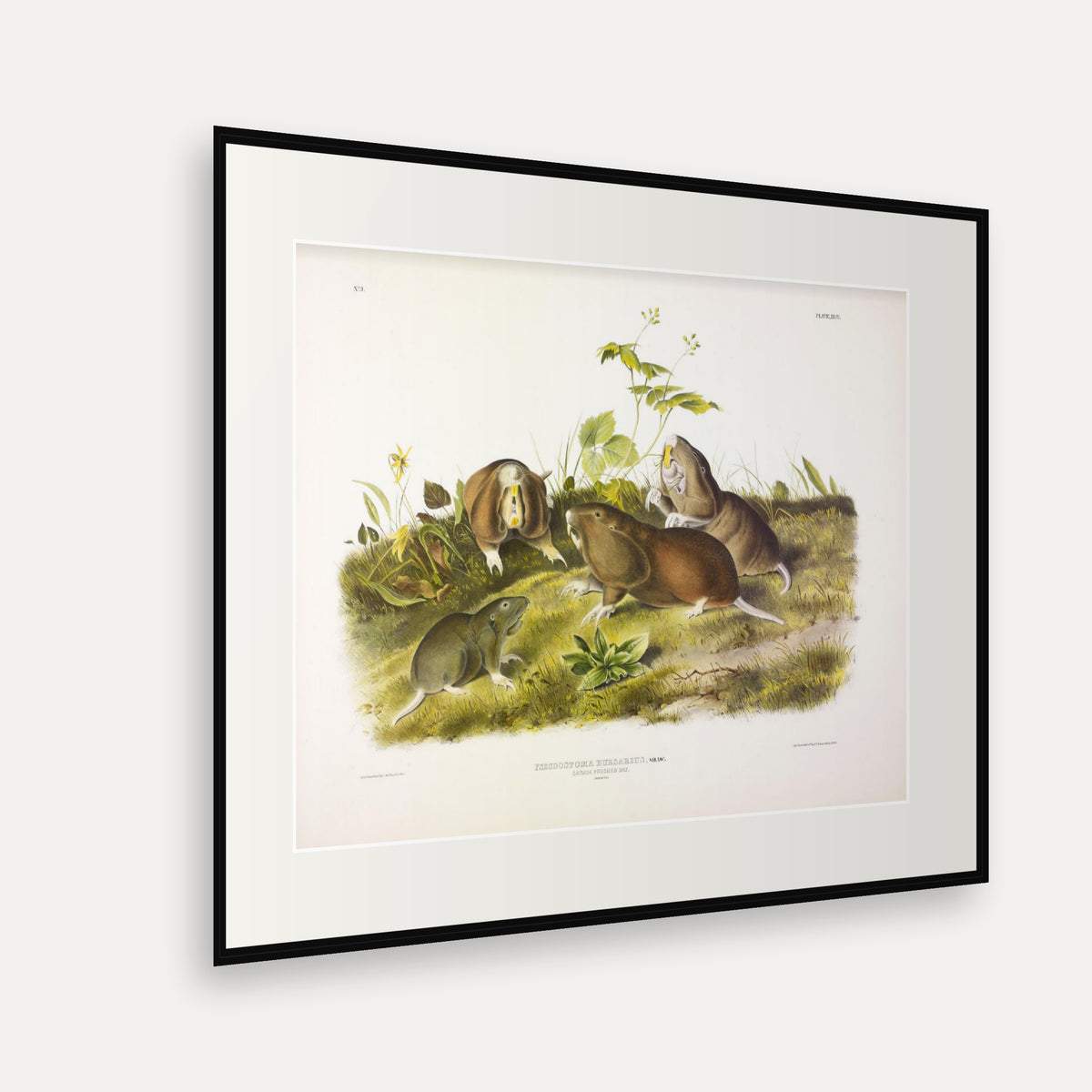 Canada Pouched Rat · Plate 44 · Audubon - Quadrupeds of North America Print framed print shown at an angle